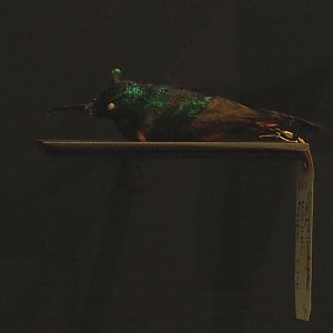 Scarlet-tufted sunbird (Nectarinia johnstoni) specimen, 2021-10-20