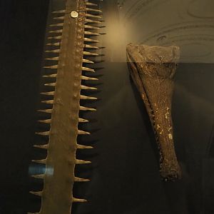 Largetooth sawfish (Pristis pristis) rostrum and Slender-snouted crocodile (Mecistops cataphractus/leptorhynchus) head, 2021-10-20