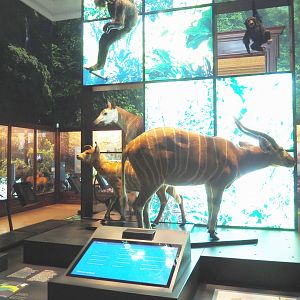 Rainforests and mangroves section of the Landscapes and Biodiversity Hall, 2021-10-20