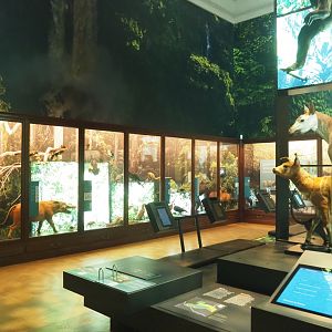 Rainforests and mangroves section of the Landscapes and Biodiversity Hall, 2021-10-20