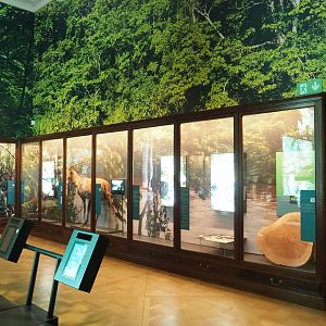 Rainforests and mangroves section of the Landscapes and Biodiversity Hall, 2021-10-20