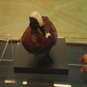 Hartlaub's duck (Pteronetta hartlaubii) specimen, 2021-10-20