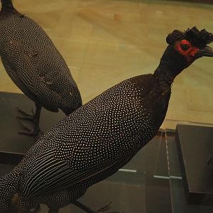 Crested guineafowl (Guttera pucherani) specimen, 2021-10-20
