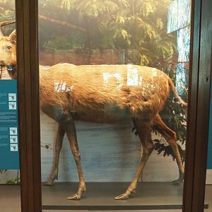 Western sitatunga (Tragelaphus spekii gratus) specimen, 2021-10-20