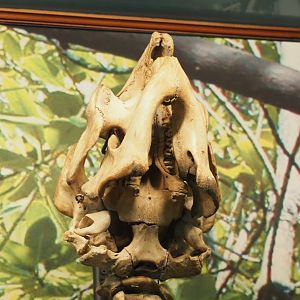 Underside of the skull of a West African manatee (Trichechus senegalensis), 2021-10-20