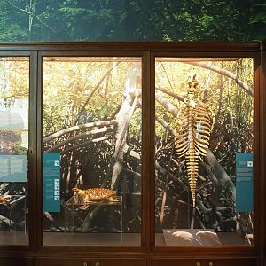 Mangrove species display, 2021-10-20