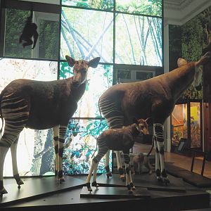 Okapi (Okapia johnstoni) specimens, 2021-10-20