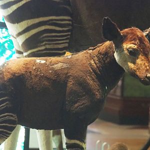 Okapi (Okapia johnstoni) foal specimen, 2021-10-20