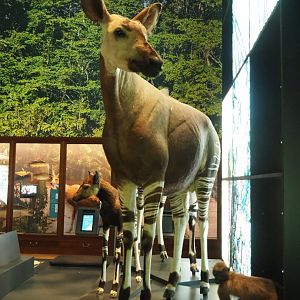 Okapi (Okapia johnstoni) and Agile mangabey (Cercocebus agilis) specimens, 2021-10-20