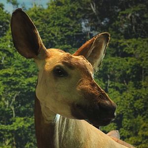 Okapi (Okapia johnstoni) specimen, 2021-10-20
