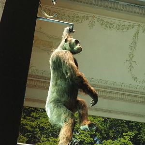 Chimpanzee (Pan troglodytes) specimen, 2021-10-20