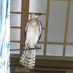 Crowned hawk-eagle (Stephanoaetus coronatus) specimen, 2021-10-20
