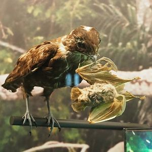 Bat hawk (Macheiramphus alcinus) with prey specimens, 2021-10-20