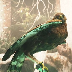 Long-crested eagle (Lophaetus occipitalis) specimen, 2021-10-20