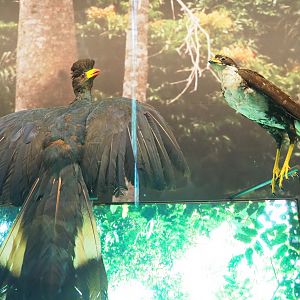 Great blue turaco (Corythaeola cristata) and Black sparrowhawk (Accipiter melanoleucus) specimens, 2021-10-20