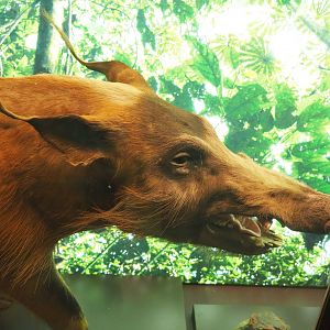 Red river hog specimen (Potamochoerus porcus), 2021-10-20