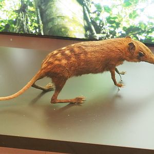 Checkered elephant shrew or Checkered sengi (Rhynchocyon cirnei) specimen, 2021-10-20