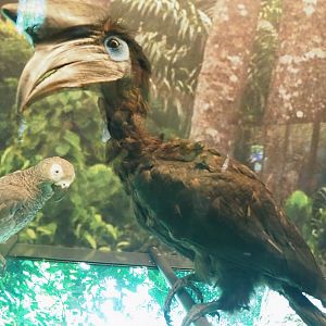 Black-casqued hornbill (Ceratogymna atrata) specimen, 2021-10-20