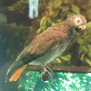 Congo African grey parrot (Psittacus erithacus) specimen, 2021-10-20