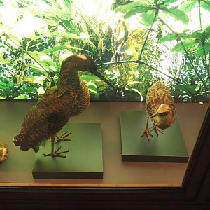 White-crested tiger heron (Tigriornis leucolopha) and Nkulengu rail (Himantornis haematopus) specimens, 2021-10-20