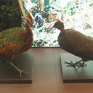Congo peafowl (Afropavo congensis) pair specimens, 2021-10-20