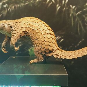White-bellied tree pangolin specimen (Phataginus tricuspis), 2021-10-20
