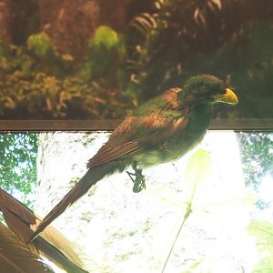 Narina trogon (Apaloderma narina) specimen, 2021-10-20