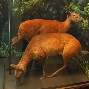 Black-fronted duiker (Cephalophus nigrifrons) specimens, 2021-10-20