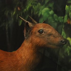 Black-fronted duiker (Cephalophus nigrifrons) specimen, 2021-10-20