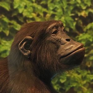 Bonobo (Pan paniscus) specimen, 2021-10-20