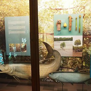 Mangrove habitats display with Atlantic tarpon replicas and mangrove tree specimens, 2021-10-20