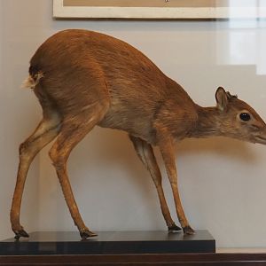 Blue duiker (Philantomba monticola) specimen, 2021-10-20
