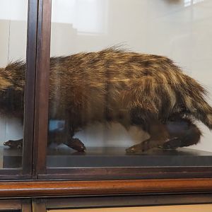 African civet (Civettictis civetta) specimen, 2021-10-20