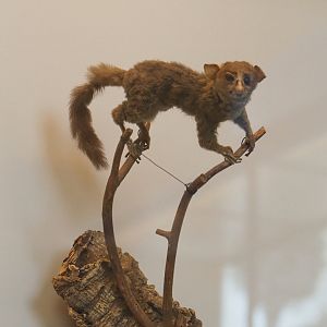 Prince Demidoff's dwarf galago (Galagoides demidoff) specimen, 2021-10-20