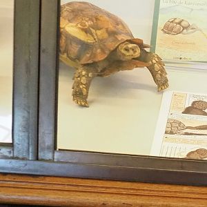 Tortoise specimen - Kinixys species? - 2021-10-20