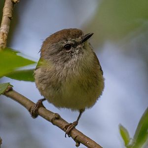 Brown Gerygone