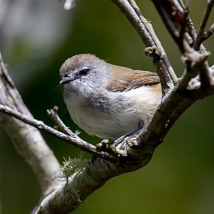 Brown Gerygone