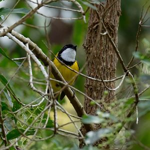 Golden Whistler