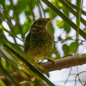 Green Catbird