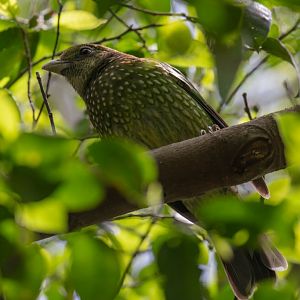 Green Catbird