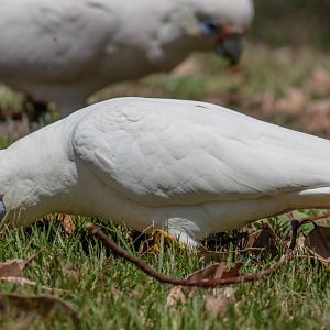 Little Corella