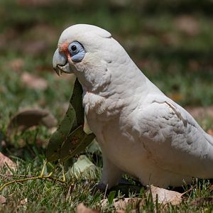 Little Corella