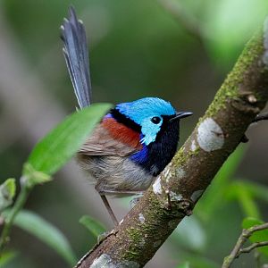 Variegated Fairy Wren
