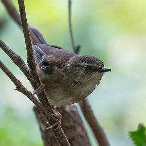 White-browed Scrubwren (juvenile)
