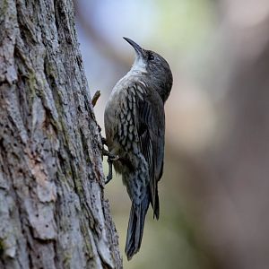 White-throated Treecreeper