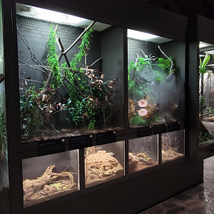 Oct. 2021 - Museum of Science - Arthropods - Walking Stick + Widow Exhibits