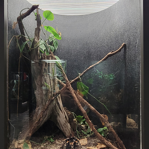 Oct. 2021 - Museum of Science - Arthropods - Mexican Redknee Tarantula Exhibit