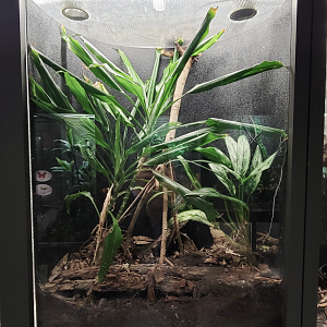 Oct. 2021 - Museum of Science - Arthropods - Brazilian Black Tarantula Exhibit