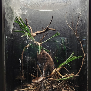 Oct. 2021 - Museum of Science - Arthropods - White-toed Tarantula Exhibit