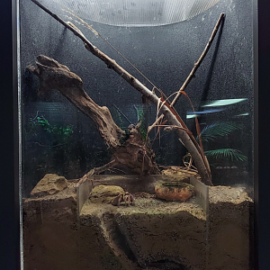 Oct. 2021 - Museum of Science - Arthropods - Arizona Blonde Tarantula Exhibit